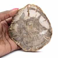 Mini fetta di legno pietrificato lucidato, piccolo fossile da collezione, Madagascar Mini fetta di legno pietrificato lucidato, piccolo fossile da collezione, Madagascar