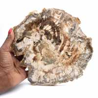 Grande fetta di legno fossilizzato lucidato, ornamento unico, Madagascar Grande fetta di legno fossilizzato lucidato, ornamento unico, Madagascar