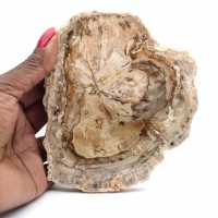 Piccolo esemplare di legno pietrificato lucidato, fetta di fossile decorativo, Madagascar Piccolo esemplare di legno pietrificato lucidato, fetta di fossile decorativo, Madagascar