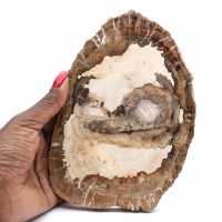 Fetta di legno fossile lucidato, ornamento di carattere, Madagascar Fetta di legno fossile lucidato, ornamento di carattere, Madagascar