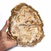 Grande fetta di legno pietrificato lucidato, fossile solido da collezione, Madagascar