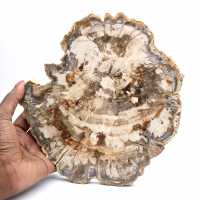 Fossile di legno pietrificato, fetta lucidata per collezione, Madagascar