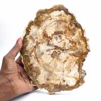Fetta di legno pietrificato, ornamento lucidato, esemplare dal Madagascar Fetta di legno pietrificato, ornamento lucidato, esemplare dal Madagascar