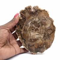 Piccolo ornamento in legno pietrificato lucidato, fetta di fossile naturale, Madagascar Piccolo ornamento in legno pietrificato lucidato, fetta di fossile naturale, Madagascar