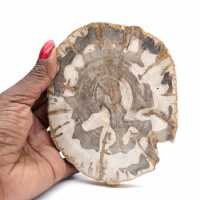 Fetta di legno pietrificato lucidato, esemplare di albero fossile, Madagascar Fetta di legno pietrificato lucidato, esemplare di albero fossile, Madagascar