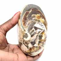 Ammonite da collezione lucidata del Madagascar - Autentico esemplare decorativo