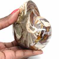 Ammonite fossile lucidata del Madagascar - Decorazione e scienza geologica