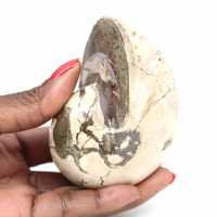 Esemplare di ammonite dal Madagascar - Fossile lucidato per collezionisti