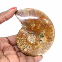Fossile di ammonite lucidato - Pietra naturale del Madagascar per collezionisti