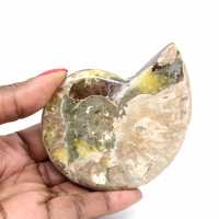 Ammonite fossile lucidata - Magnifica pietra naturale per la decorazione Ammonite fossile lucidata - Magnifica pietra naturale per la decorazione