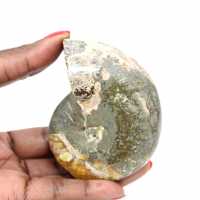 Ammonite fossile lucidata di alta qualità - Pezzo decorativo naturale