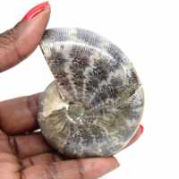 Ammonite fossile lucidata dal Madagascar - Piccolo esemplare Ammonite fossile lucidata dal Madagascar - Piccolo esemplare