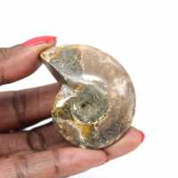 La più piccola ammonite lucidata - Fossile del Madagascar (35 g) La più piccola ammonite lucidata - Fossile del Madagascar (35 g)