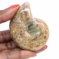 Ammonite lucidata per collezionisti - Tesoro fossile del Madagascar (100 g) Ammonite lucidata per collezionisti - Tesoro fossile del Madagascar (100 g)