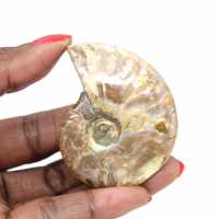 Ammonite fossile lucidata del Madagascar - Miniatura da collezione (45 g)