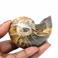 Ammonite lucidata del Madagascar - Esemplare compatto per collezionisti