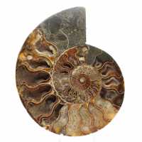 Ammonite fossile segata – Estetica e velocità vibratoria Ammonite fossile segata – Estetica e velocità vibratoria