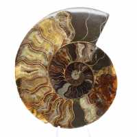 Ammonite lucidata per litoterapia e collezione – Madagascar