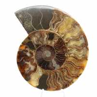 Sezione lucidata di fossile di ammonite – Geologia del Madagascar Sezione lucidata di fossile di ammonite – Geologia del Madagascar