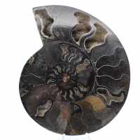 Ammonite fossile decorativa lucidata – Esemplare dal Madagascar