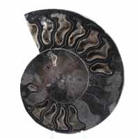 Decorazione naturale fossile di ammonite - Esemplare unico Decorazione naturale fossile di ammonite - Esemplare unico