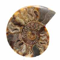 Grande ammonite fossile a spirale lucidata – Decorazione storica Grande ammonite fossile a spirale lucidata – Decorazione storica