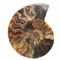 Ammonite segata e lucidata dal Madagascar: splendido pezzo da esposizione Ammonite segata e lucidata dal Madagascar: splendido pezzo da esposizione