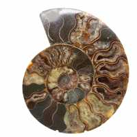 Ammonite lucidata per mobili da collezione – Tesoro del Madagascar Ammonite lucidata per mobili da collezione – Tesoro del Madagascar