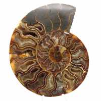 Ammonite fossile levigata: tesoro scientifico del Madagascar Ammonite fossile levigata: tesoro scientifico del Madagascar