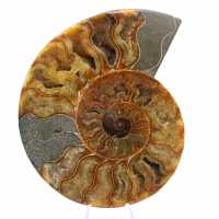 Ammonite segata del Madagascar: un fossile autentico per collezionisti Ammonite segata del Madagascar: un fossile autentico per collezionisti