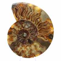 Ammonite del Madagascar lucidata: pezzo forte per l'interior design Ammonite del Madagascar lucidata: pezzo forte per l'interior design