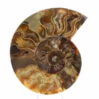 Ammonite lucidata, taglio perfetto – esemplare di scelta Ammonite lucidata, taglio perfetto – esemplare di scelta