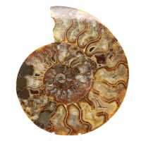 Ammonite ornamentale lucidata del Madagascar – Decorazione autentica Ammonite ornamentale lucidata del Madagascar – Decorazione autentica