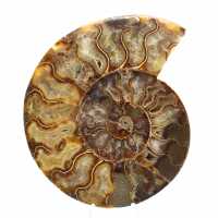 Fossile di ammonite segato e lucidato – Geometria perfetta Fossile di ammonite segato e lucidato – Geometria perfetta