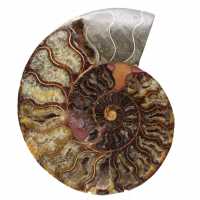 Fossile di ammonite per l'arredamento della casa - Spirale lucidata Fossile di ammonite per l'arredamento della casa - Spirale lucidata