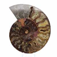 Oggetto da collezione di ammonite dal Madagascar – Taglio segato Oggetto da collezione di ammonite dal Madagascar – Taglio segato