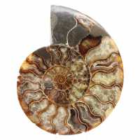Fossile di ammonite segato e lucidato: brillantezza naturale dal Madagascar Fossile di ammonite segato e lucidato: brillantezza naturale dal Madagascar