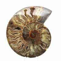 Ammonite fossile naturale lucidata – Decorazione e scienza Ammonite fossile naturale lucidata – Decorazione e scienza