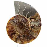 Piccola ammonite del Madagascar lucidata – Regalo scientifico Piccola ammonite del Madagascar lucidata – Regalo scientifico