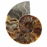 Ammonite fossile segata: autenticità per gli amanti della pietra Ammonite fossile segata: autenticità per gli amanti della pietra