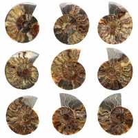 Fossile di ammonite segato e lucidato: brillantezza naturale dal Madagascar Fossile di ammonite segato e lucidato: brillantezza naturale dal Madagascar