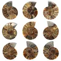 Fossile di ammonite segato e lucidato: brillantezza naturale dal Madagascar
