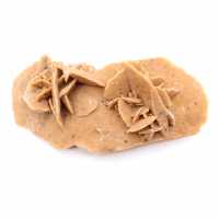 Rosa del deserto allungata del Marocco: un esemplare geologico