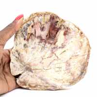 Legno pietrificato del Madagascar - Sezione lucidata per collezionisti