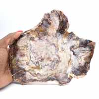 Legno fossilizzato del Madagascar - Fetta lucidata per collezionisti
