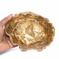 Piccola fetta di legno pietrificato - Autenticità dal Madagascar Piccola fetta di legno pietrificato - Autenticità dal Madagascar