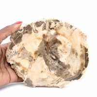 Legno pietrificato di Majunga - Sezione in pietra naturale Legno pietrificato di Majunga - Sezione in pietra naturale