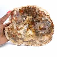 Grande fetta di legno pietrificato - Collezione Majunga