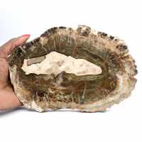 Fetta allungata di legno silicizzato - Origine: Madagascar Fetta allungata di legno silicizzato - Origine: Madagascar