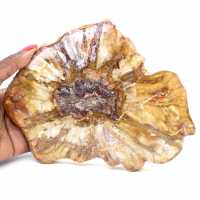 Sezione lucidata di legno fossile - Minerale di Majunga